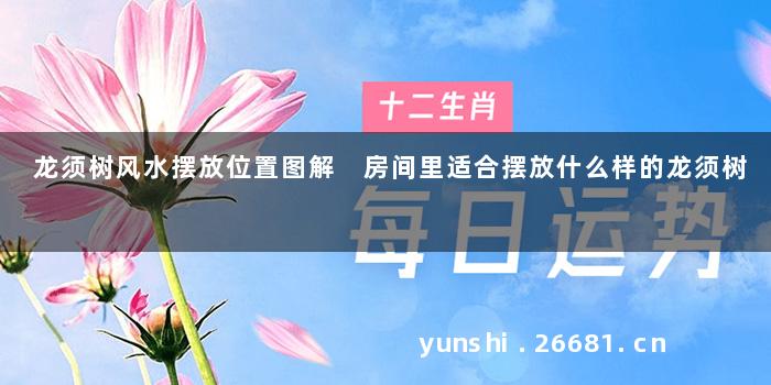 龙须树风水摆放位置图解 房间里适合摆放什么样的龙须树